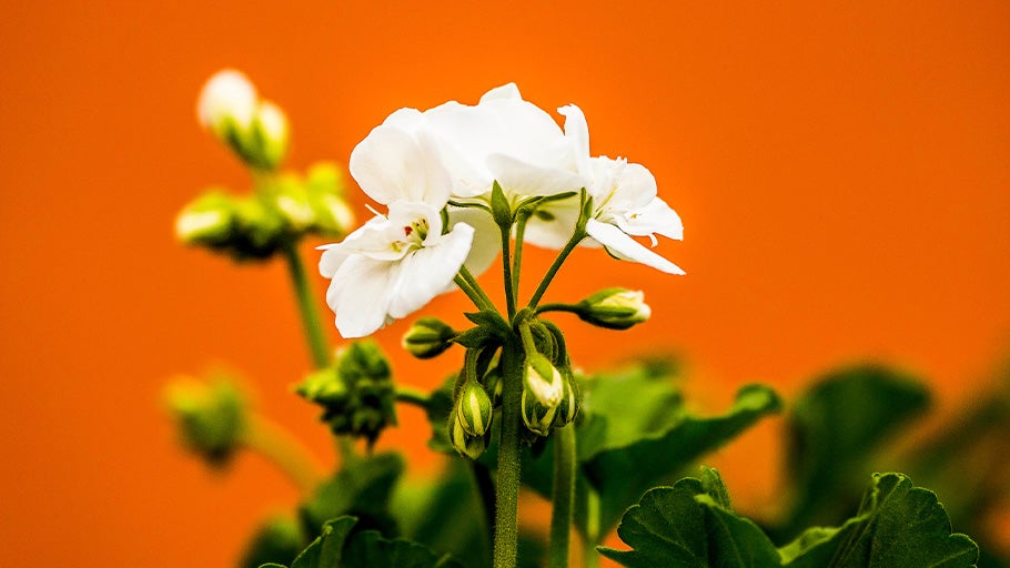 WTA: 2025 Clay Season Predictions