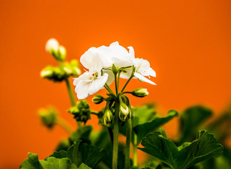 Flowers of the French Open. 
